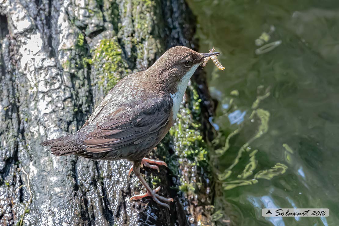 Merlo acquaiolo - Cinclus cinclus