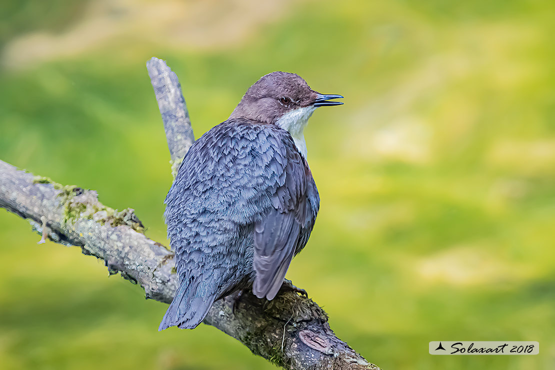 Merlo acquaiolo - Cinclus cinclus