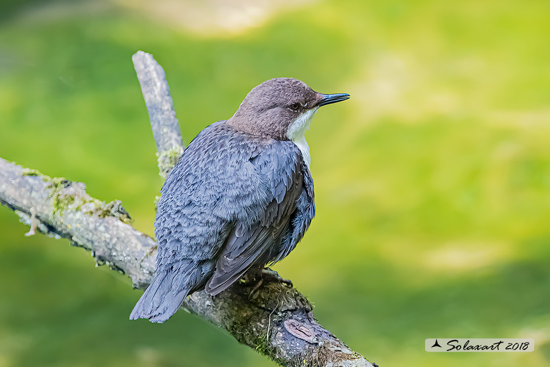 Merlo acquaiolo - Cinclus cinclus