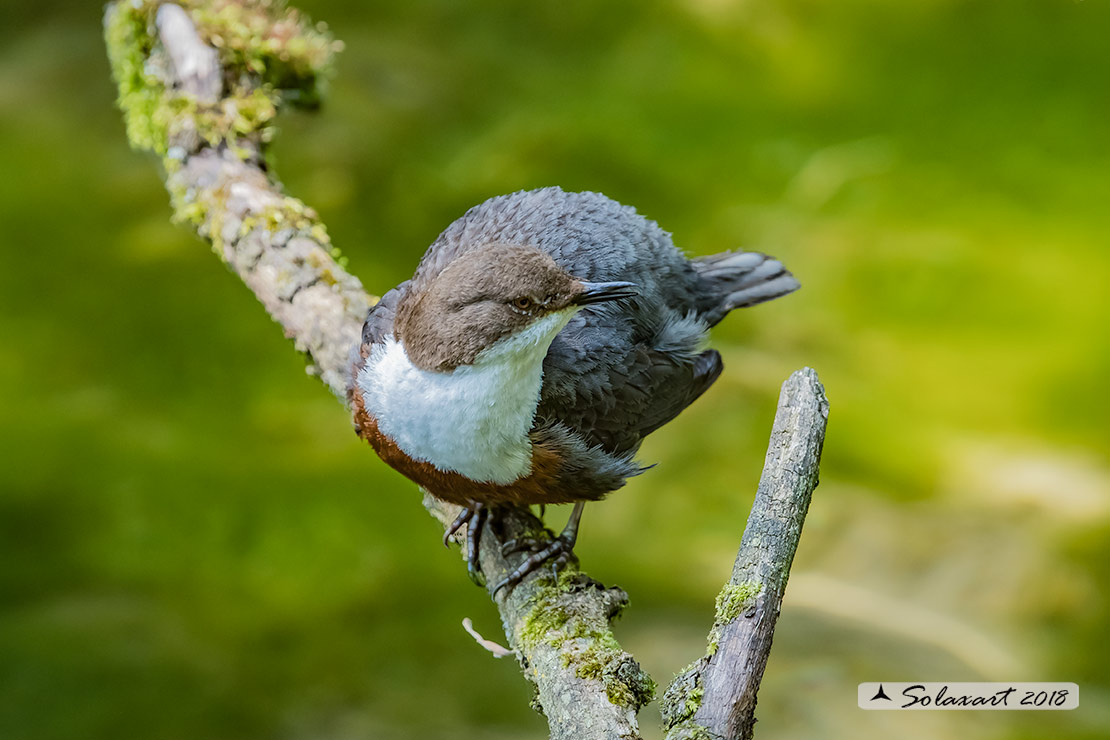 Merlo acquaiolo - Cinclus cinclus