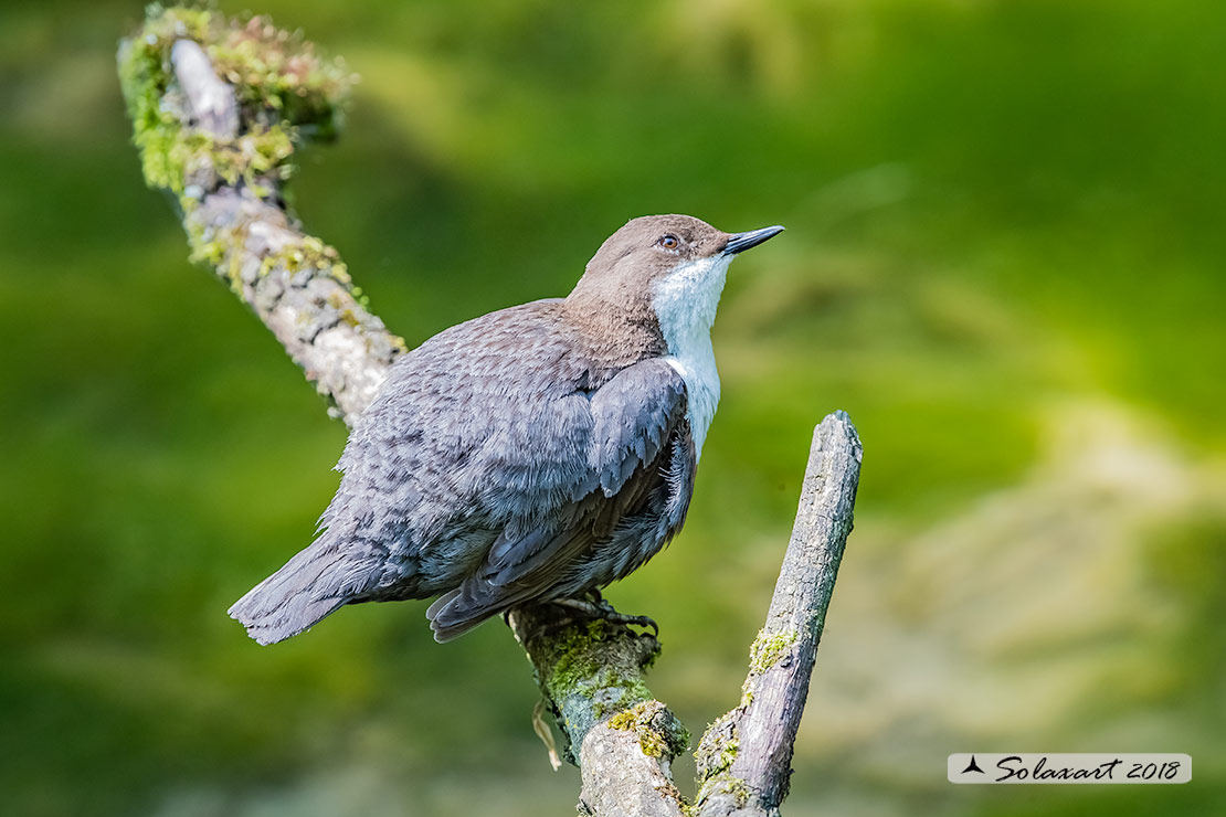 Merlo acquaiolo - Cinclus cinclus