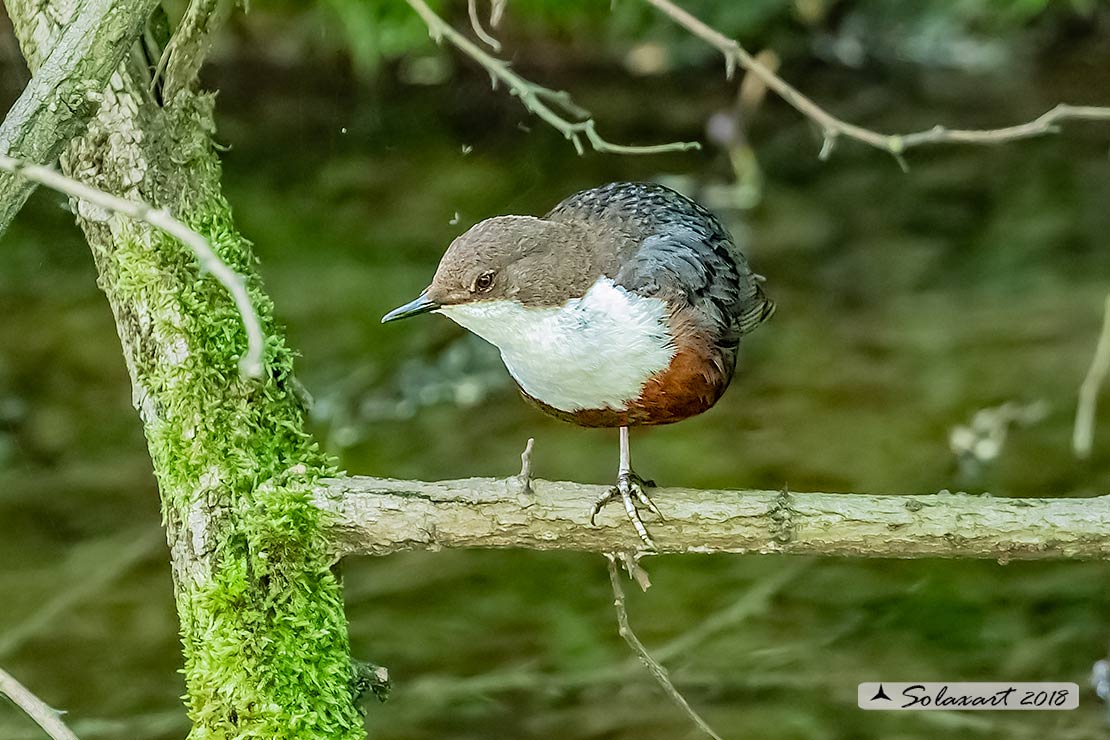 Merlo acquaiolo - Cinclus cinclus