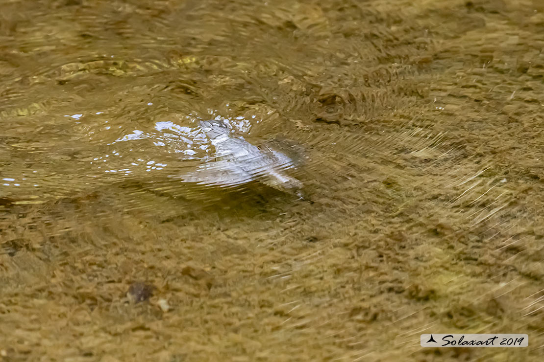 Merlo acquaiolo - Cinclus cinclus