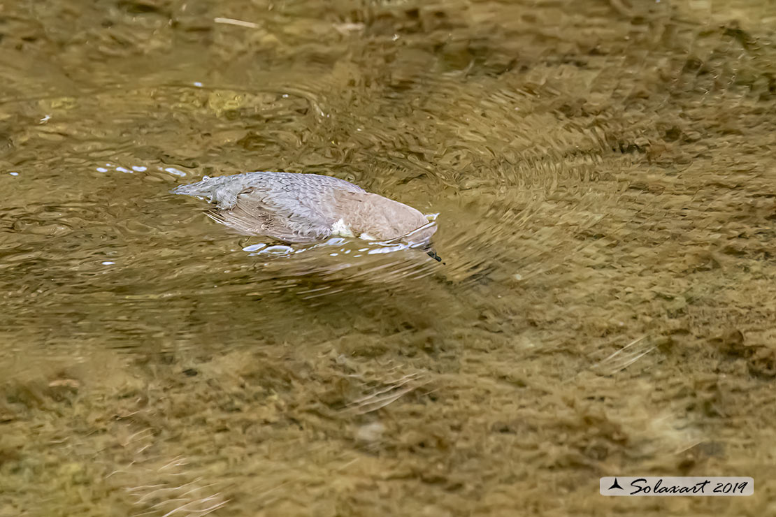 Merlo acquaiolo - Cinclus cinclus