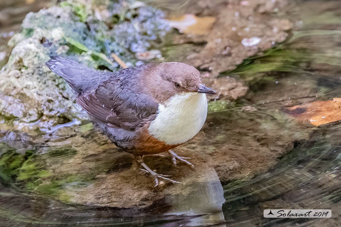 Merlo acquaiolo - Cinclus cinclus