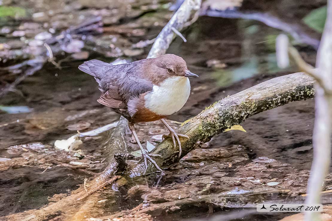 Merlo acquaiolo - Cinclus cinclus