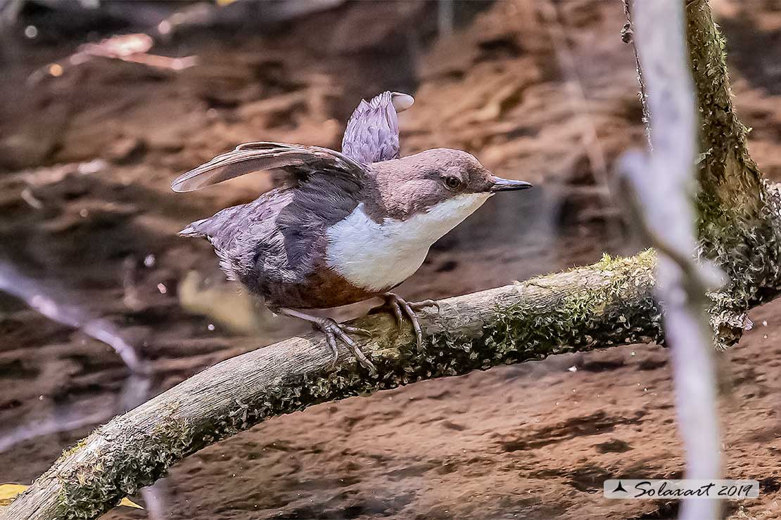 Merlo acquaiolo - Cinclus cinclus