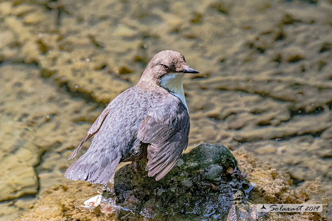 Merlo acquaiolo - Cinclus cinclus