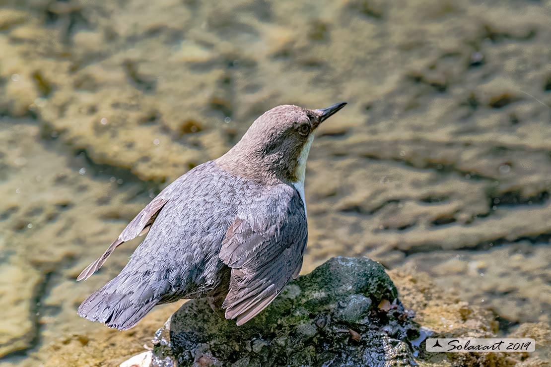 Merlo acquaiolo - Cinclus cinclus