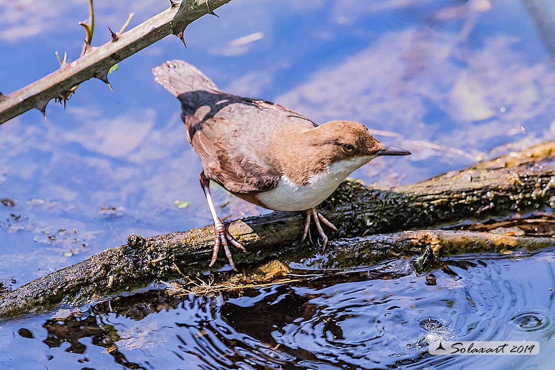 Merlo acquaiolo - Cinclus cinclus