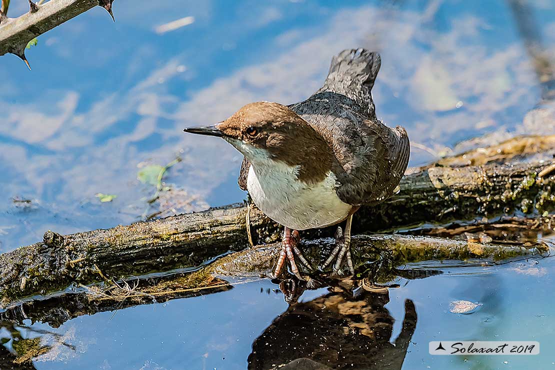 Merlo acquaiolo - Cinclus cinclus