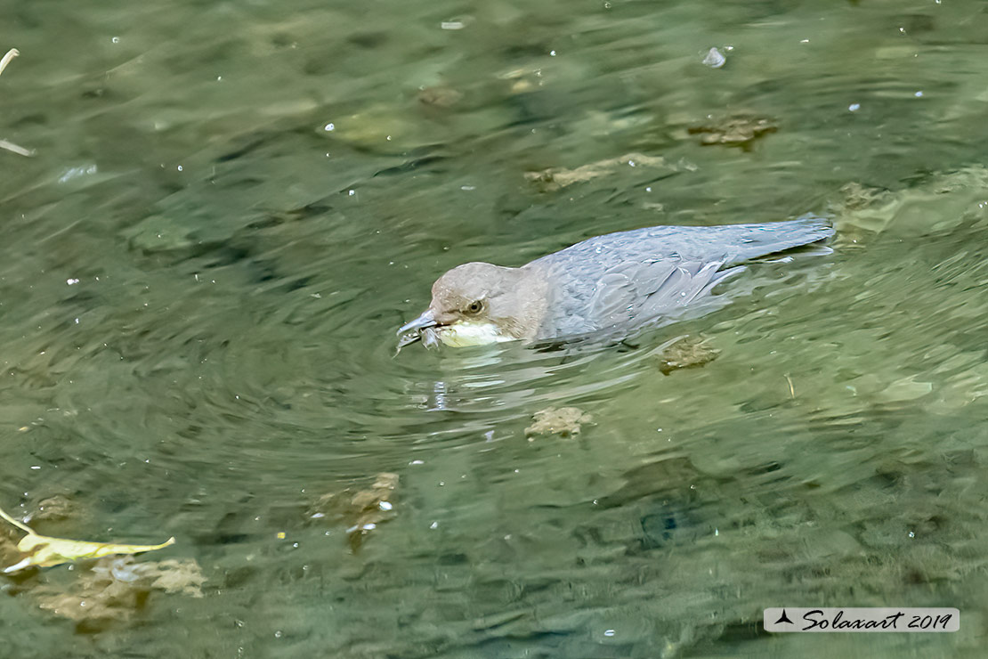 Merlo acquaiolo - Cinclus cinclus