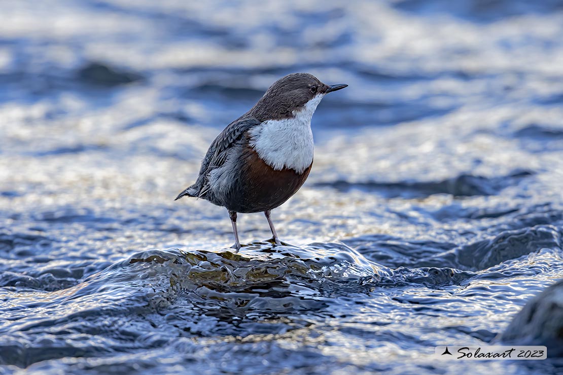 Merlo acquaiolo - Cinclus cinclus