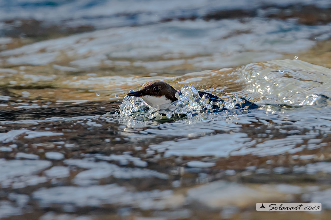 Merlo acquaiolo - Cinclus cinclus