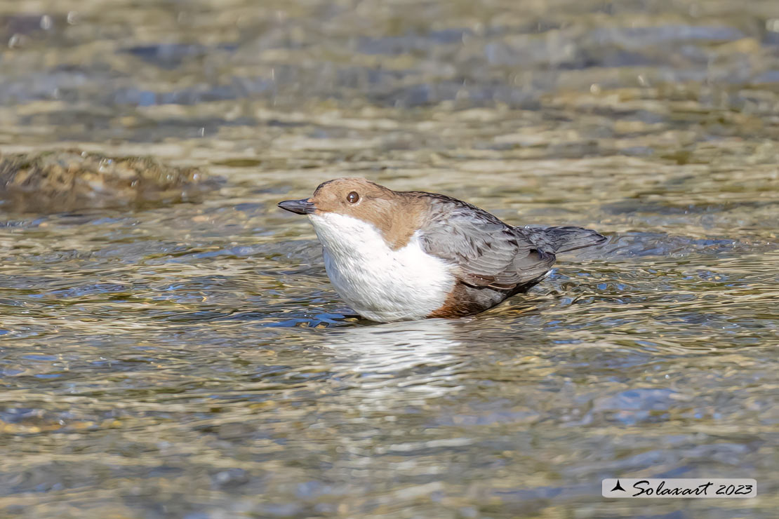 Merlo acquaiolo - Cinclus cinclus