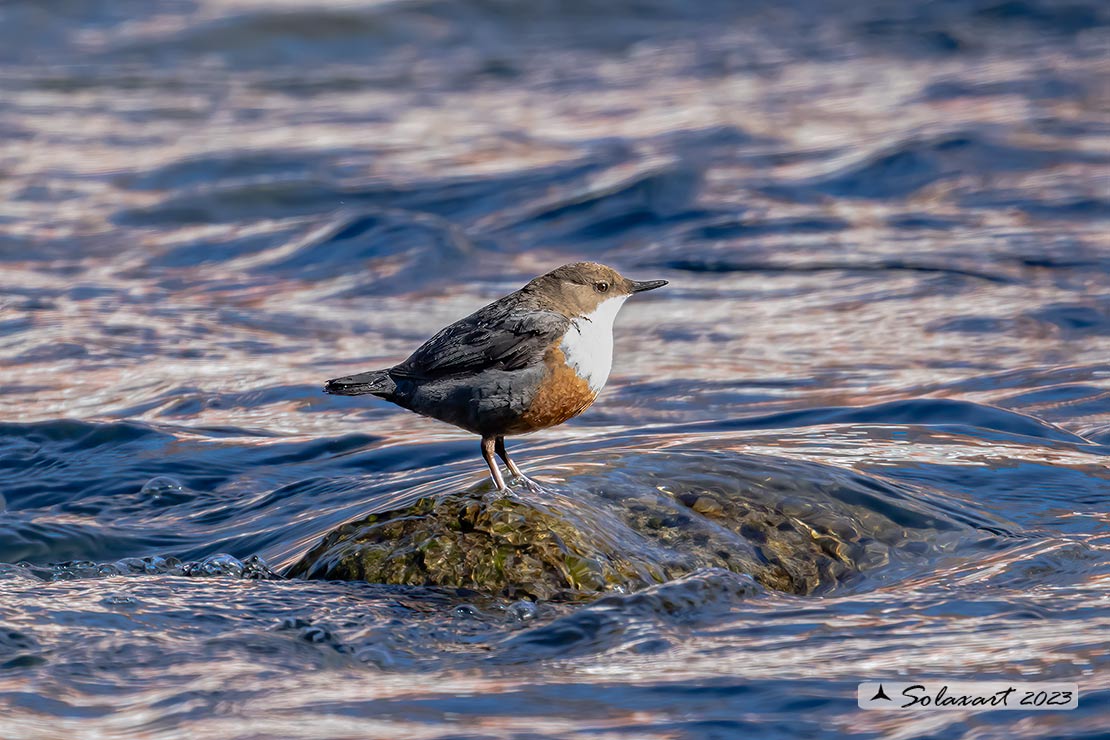 Merlo acquaiolo - Cinclus cinclus