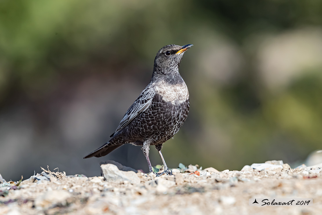 Turdus torquatus - Merlo dal collare - Ring ouzel