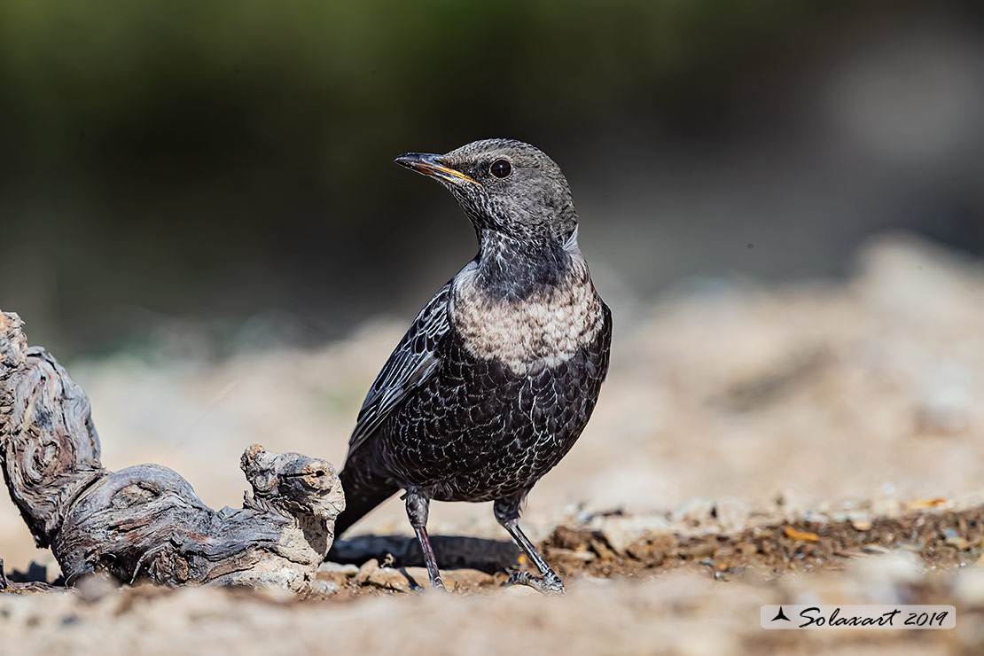 Turdus torquatus - Merlo dal collare - Ring ouzel