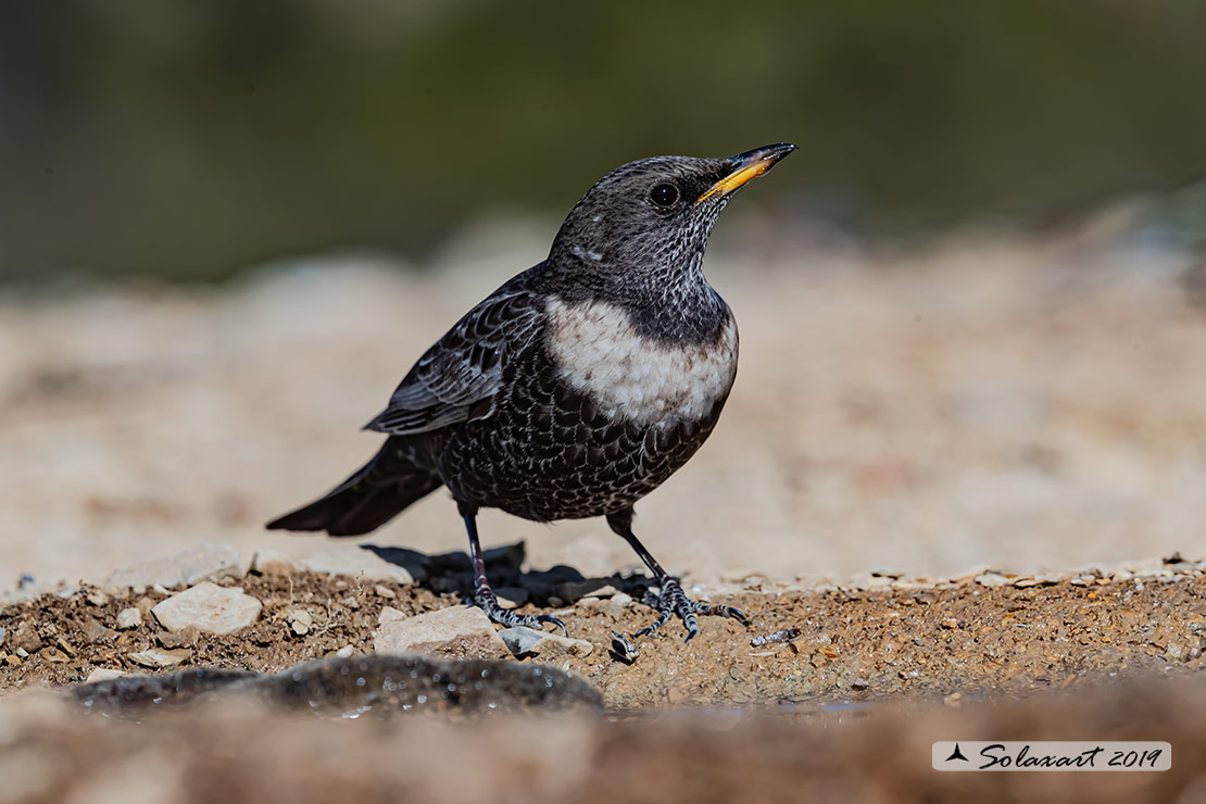Turdus torquatus - Merlo dal collare - Ring ouzel