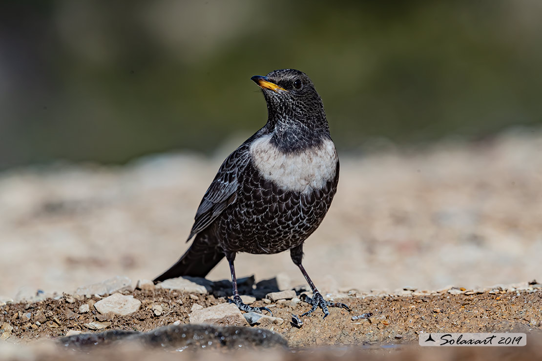 Turdus torquatus - Merlo dal collare - Ring ouzel
