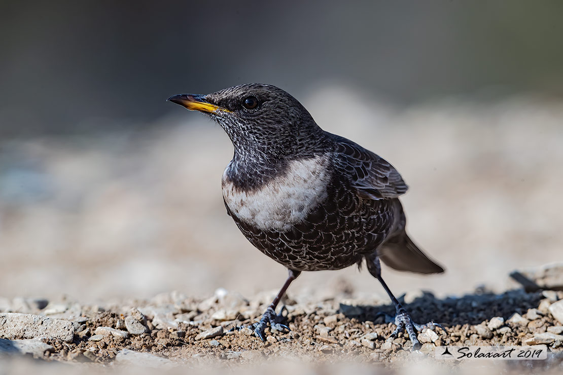Turdus torquatus - Merlo dal collare - Ring ouzel