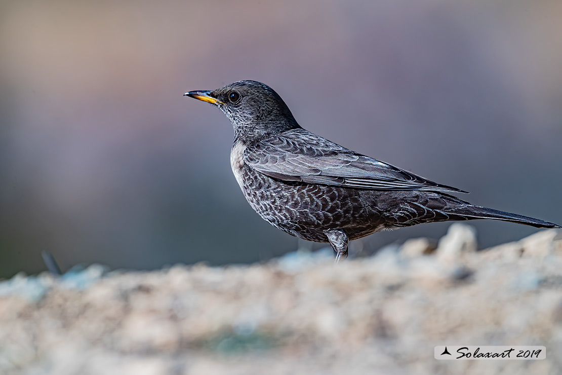 Turdus torquatus - Merlo dal collare - Ring ouzel