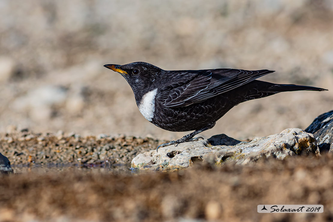 Turdus torquatus - Merlo dal collare - Ring ouzel