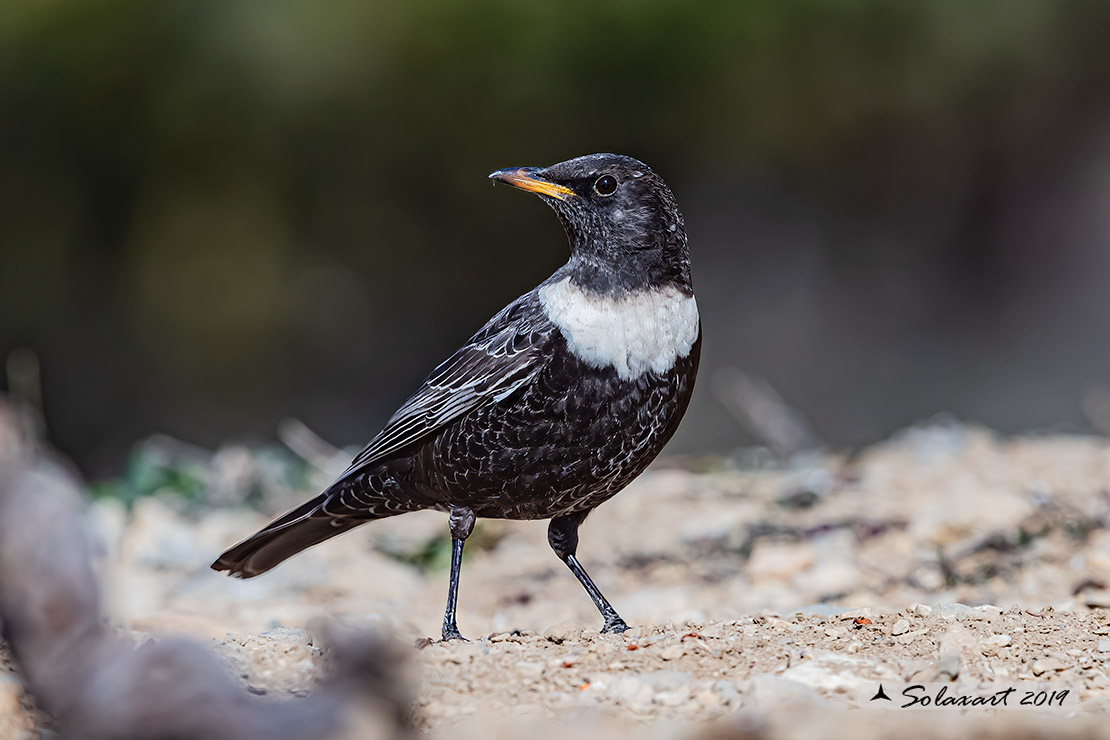 Turdus torquatus - Merlo dal collare - Ring ouzel