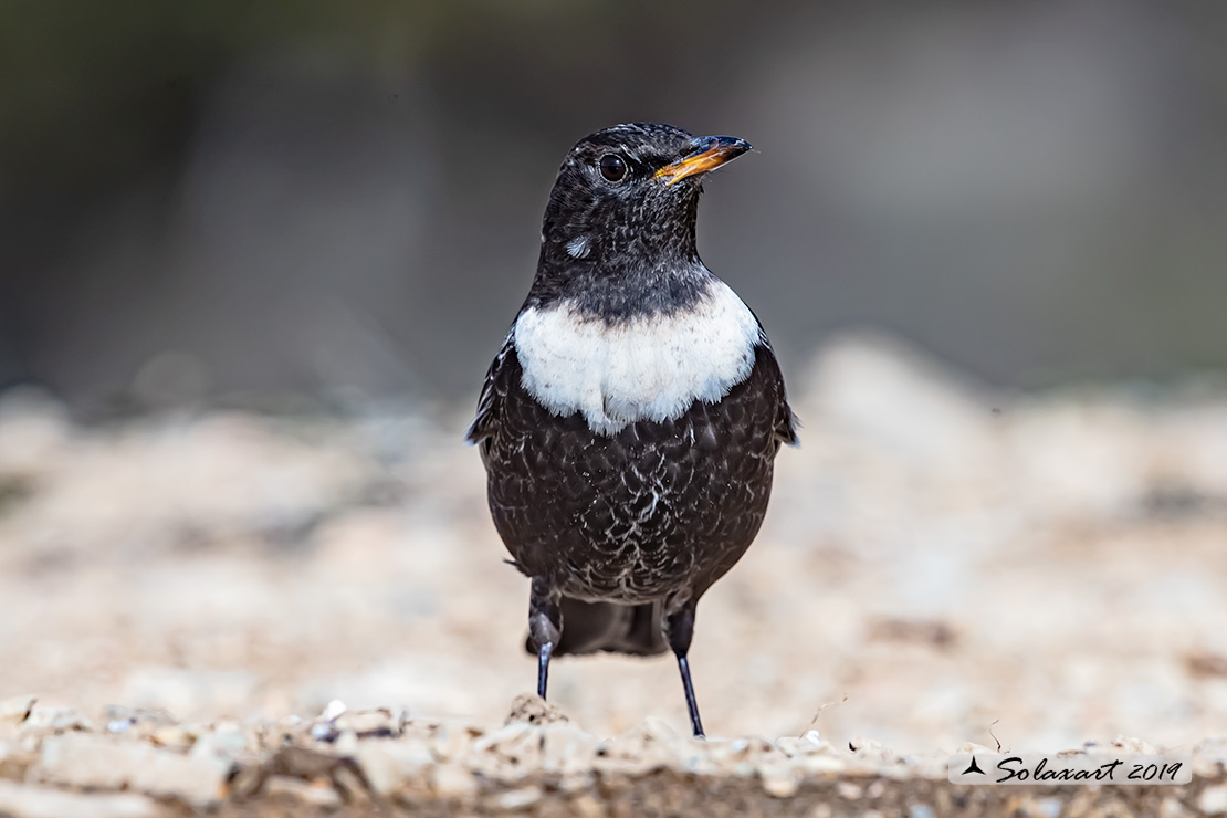 Turdus torquatus - Merlo dal collare - Ring ouzel