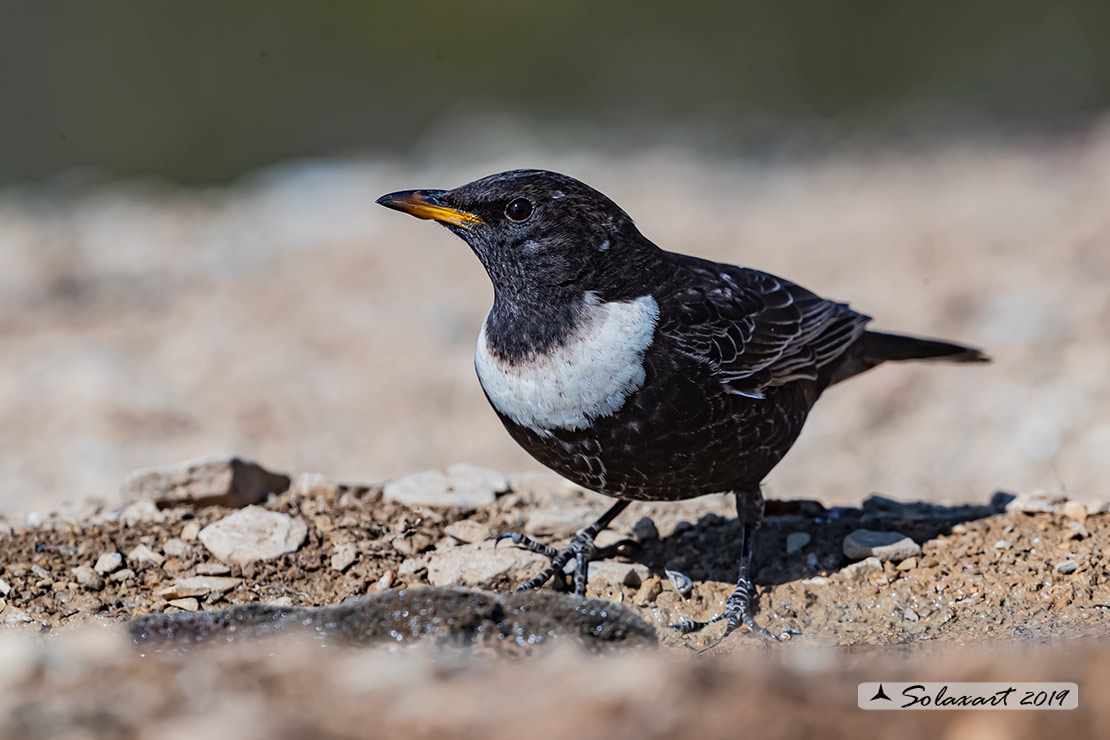 Turdus torquatus - Merlo dal collare - Ring ouzel