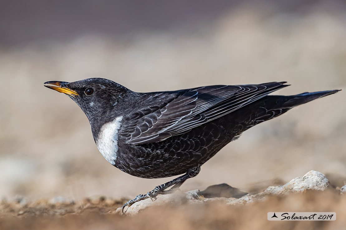 Turdus torquatus - Merlo dal collare - Ring ouzel