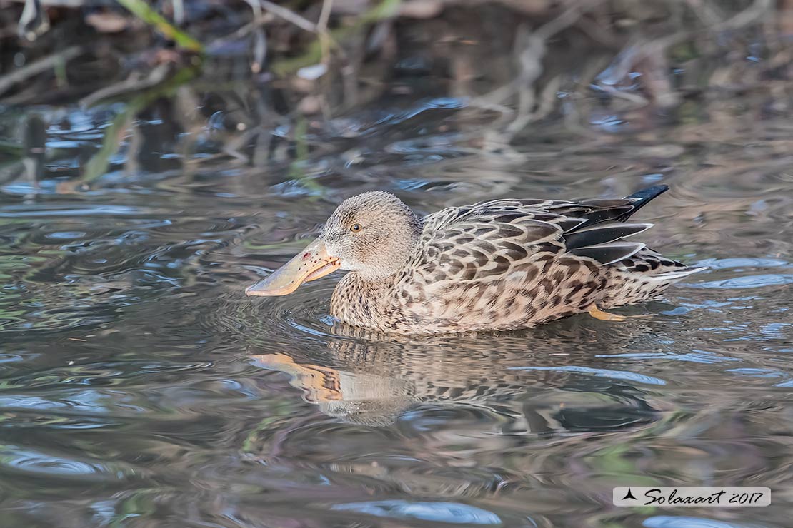 Anas clypeata - Mestolone (femmina) - Northern shoveler (female)