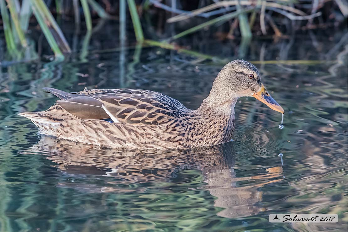 Anas clypeata - Mestolone (femmina) - Northern shoveler (female)