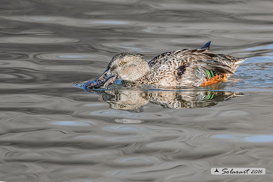 Anas clypeata - Mestolone (femmina) - Northern shoveler (female)