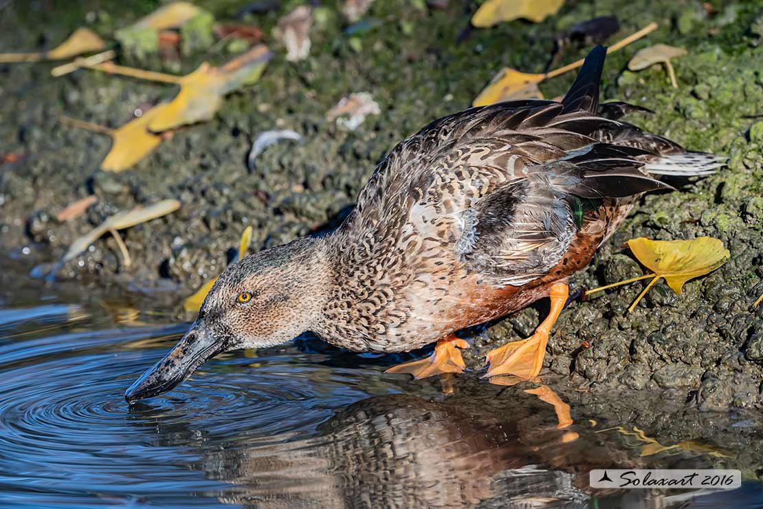 Anas clypeata - Mestolone (femmina) - Northern shoveler (female)