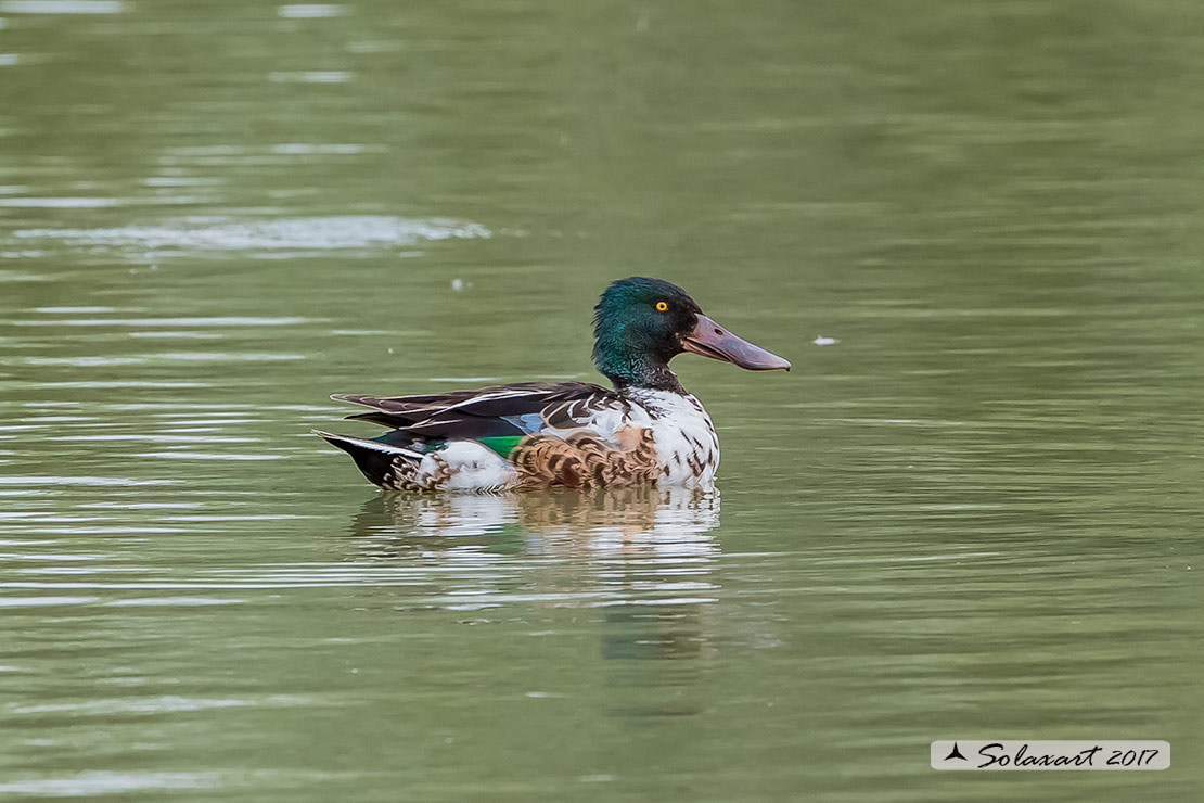 Anas clypeata - Mestolone (maschio in muta) - Northern shoveler (male in eclipse plumage)