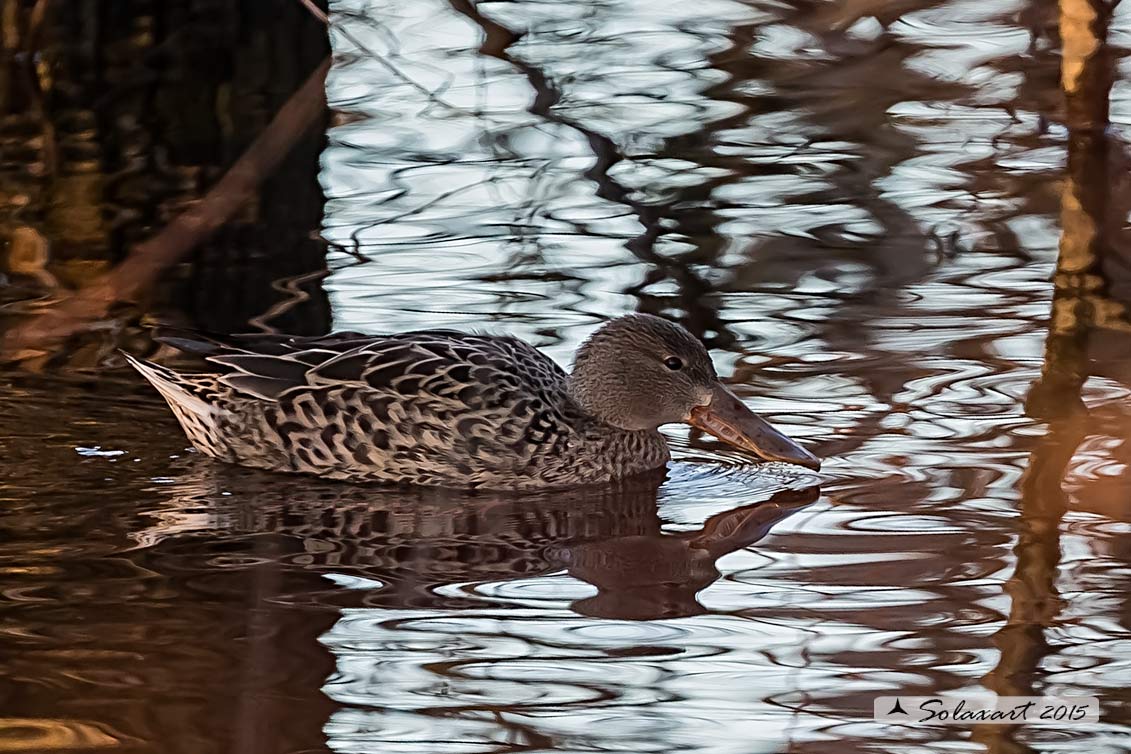 Anas clypeata - Mestolone (femmina) - Northern shoveler (female)