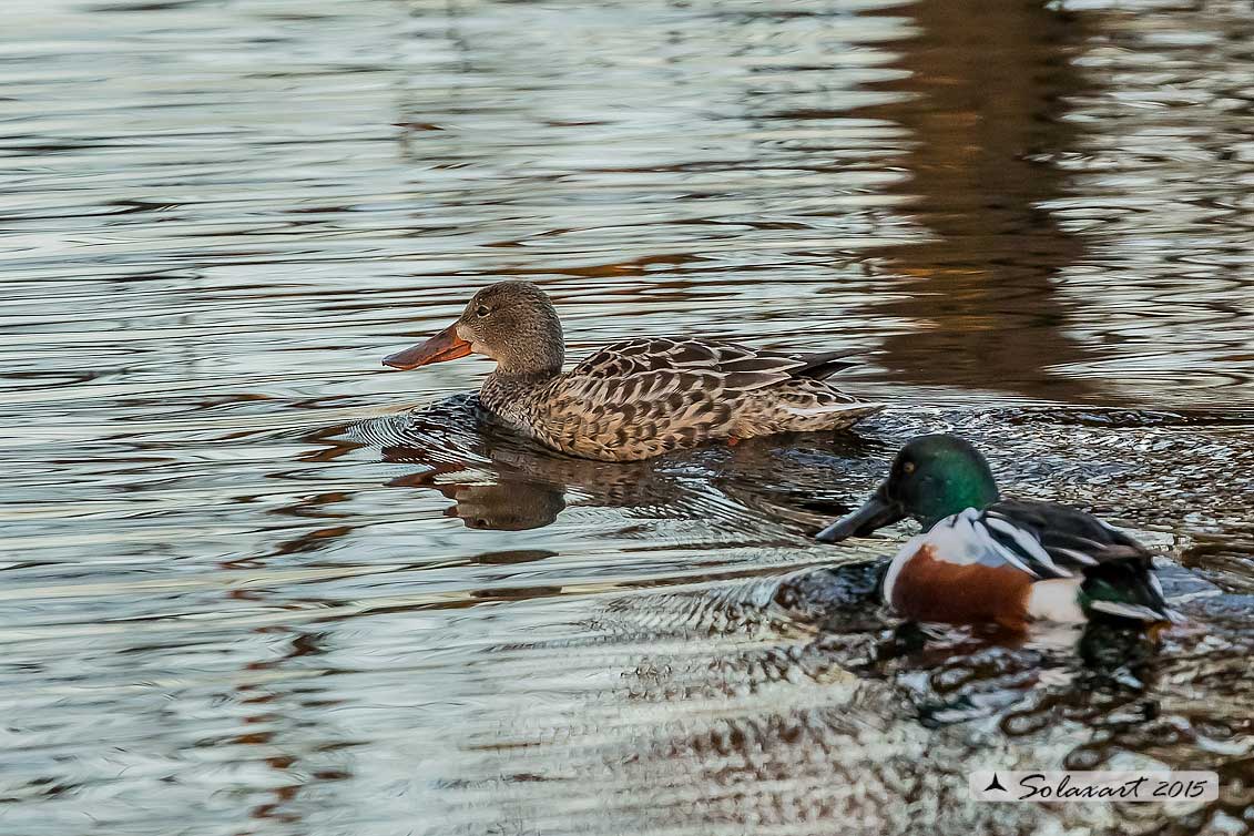 Anas clypeata - Mestolone (femmina) - Northern shoveler (female)