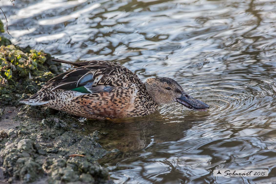 Anas clypeata - Mestolone (femmina) - Northern shoveler (female)