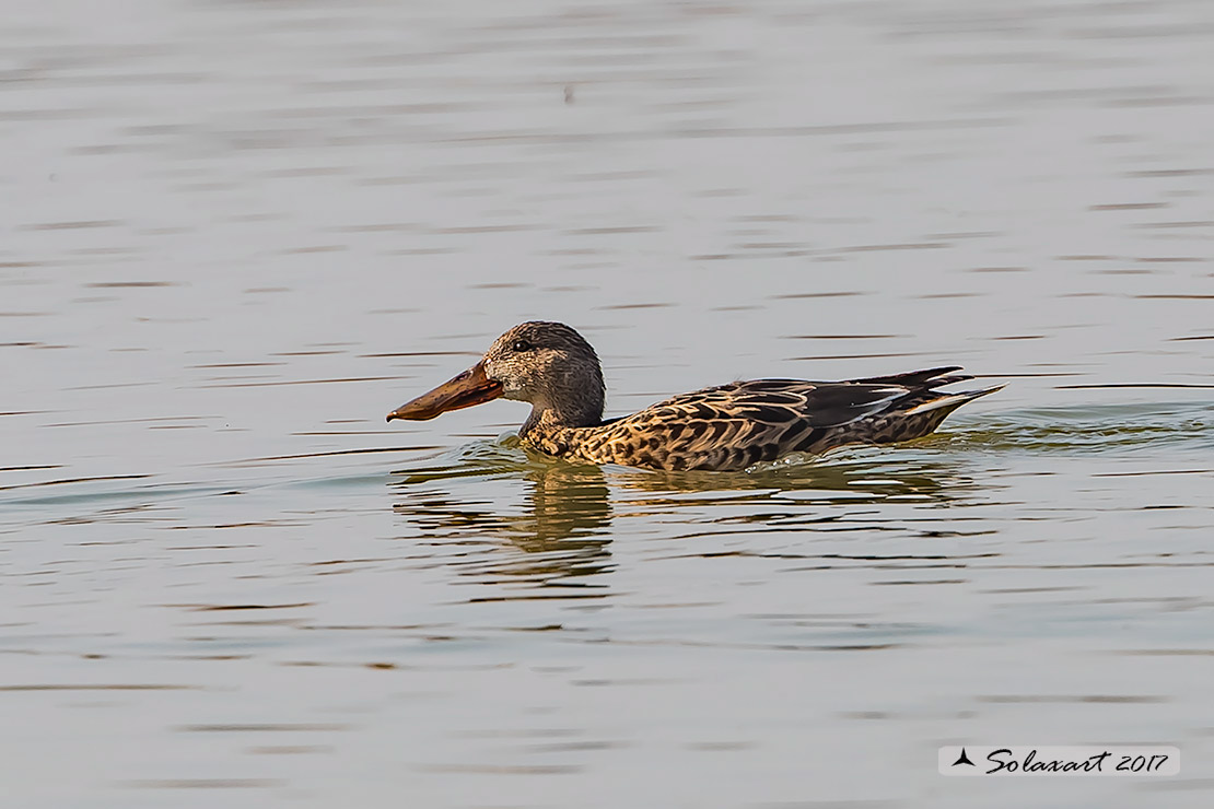 Anas clypeata - Mestolone (femmina) - Northern shoveler (female)