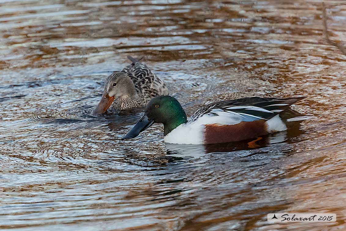 Anas clypeata - Mestolone (coppia) - Northern shoveler (couple)