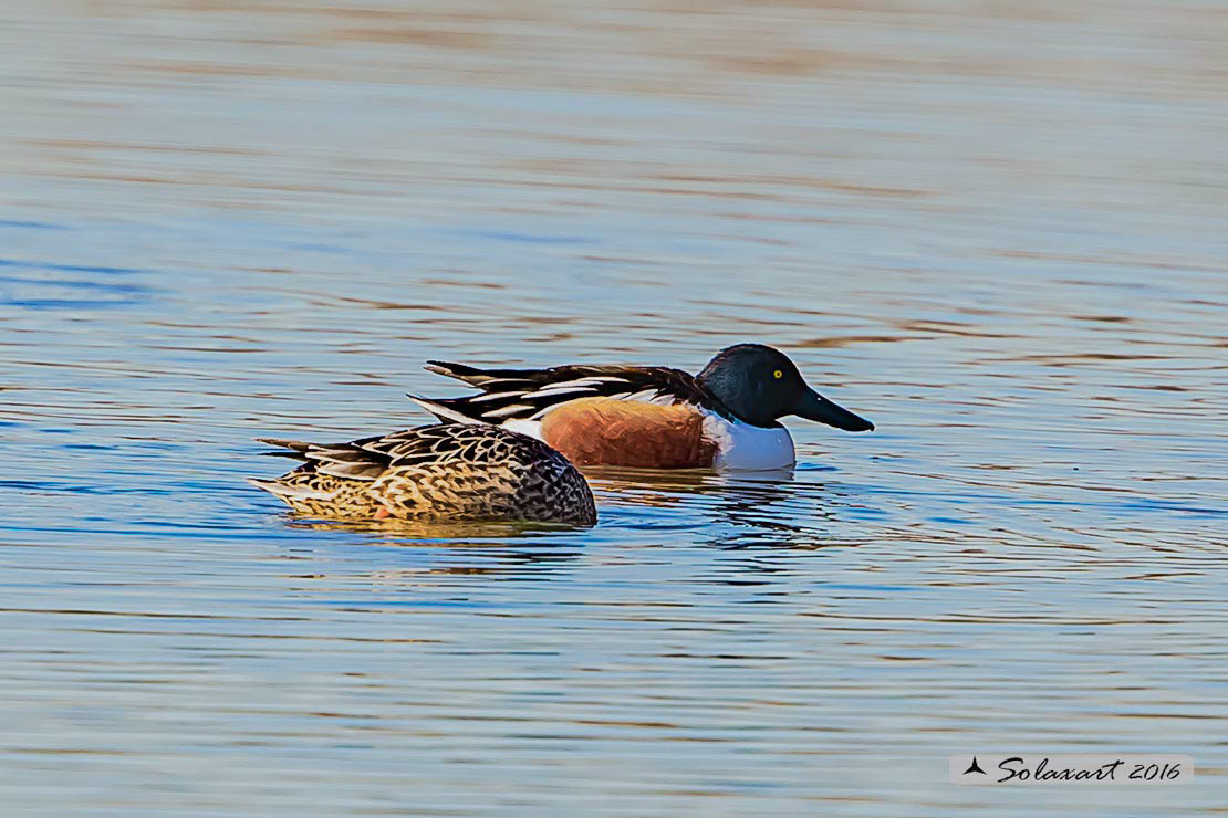 Anas clypeata - Mestolone (maschio) - Northern shoveler (male)