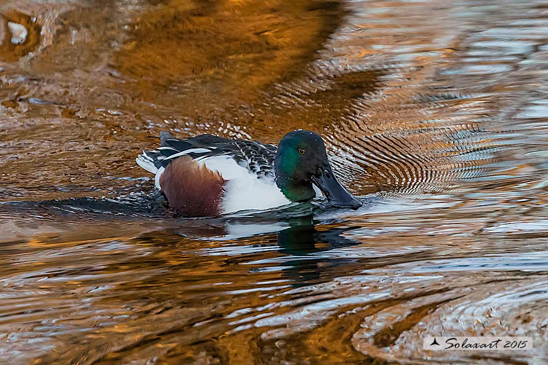 Anas clypeata - Mestolone - Northern shoveler