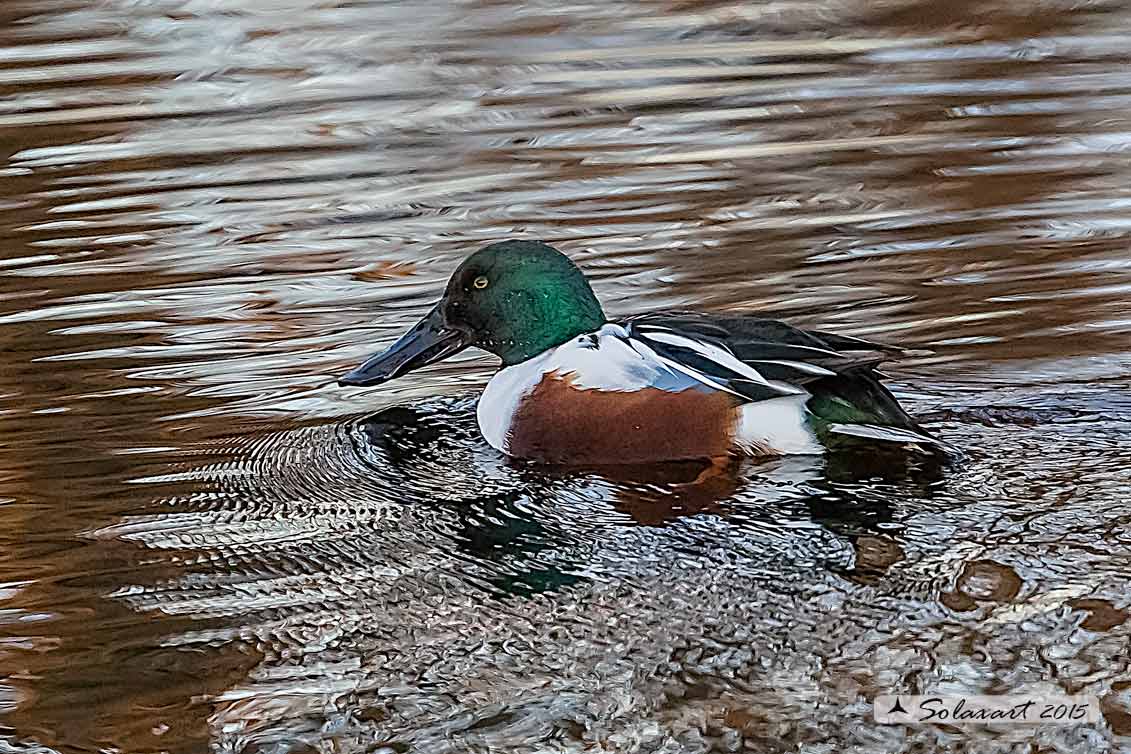 Anas clypeata - Mestolone - Northern shoveler