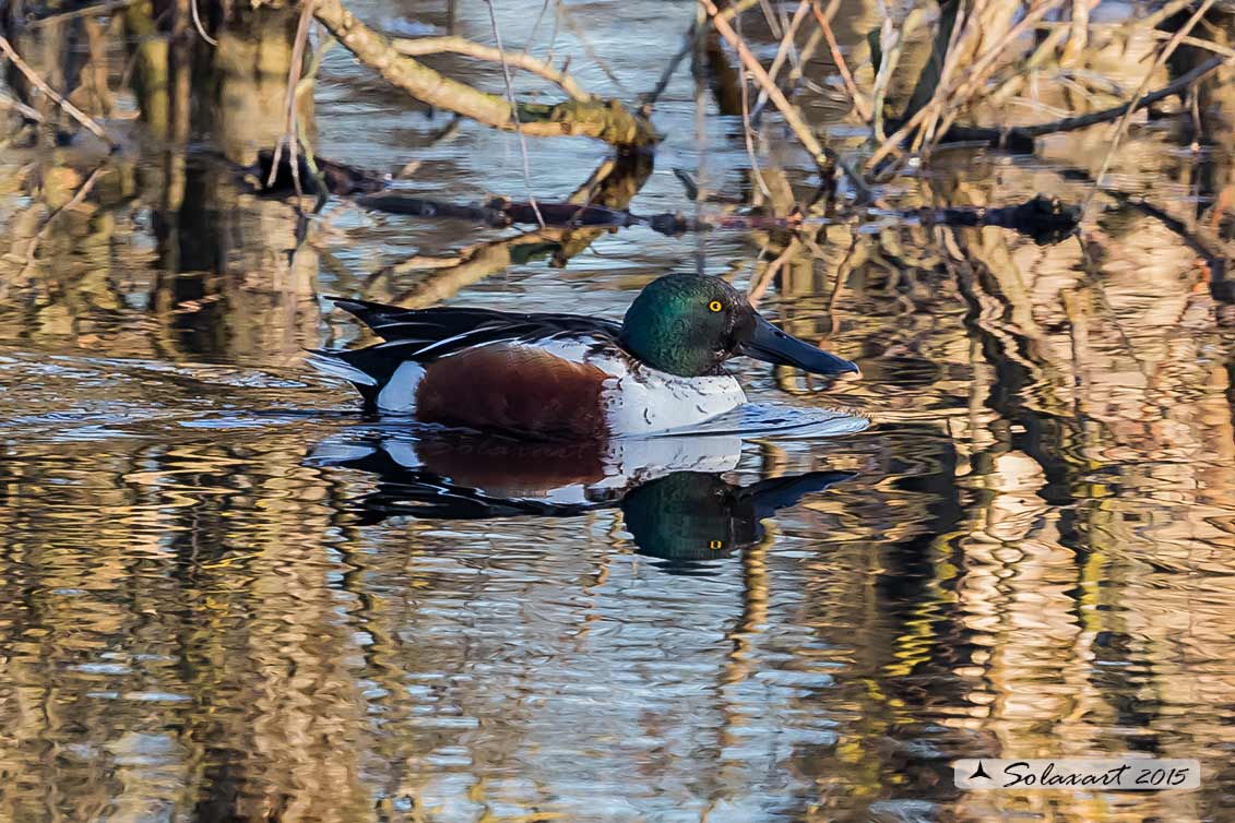 Anas clypeata - Mestolone (maschio) - Northern shoveler (Male)