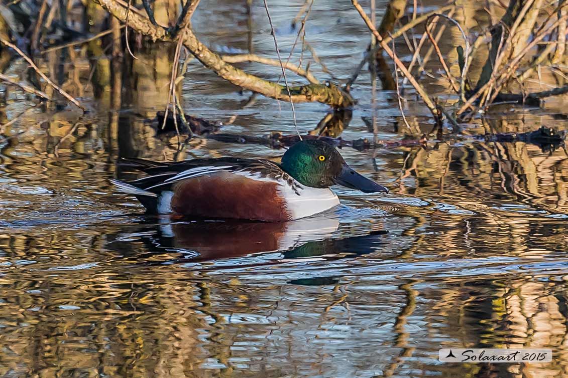 Anas clypeata - Mestolone (maschio) - Northern shoveler (Male)