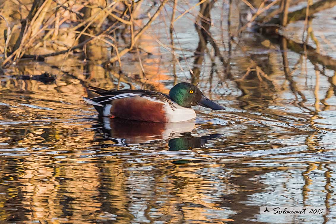 Anas clypeata  -  Mestolone  -  Northern shoveler