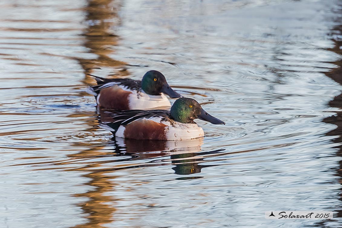 Anas clypeata - Mestolone (maschio) - Northern shoveler (Male)