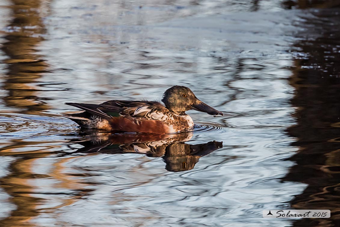 Anas clypeata - Mestolone (maschio in muta) - Northern shoveler (male in moulting)