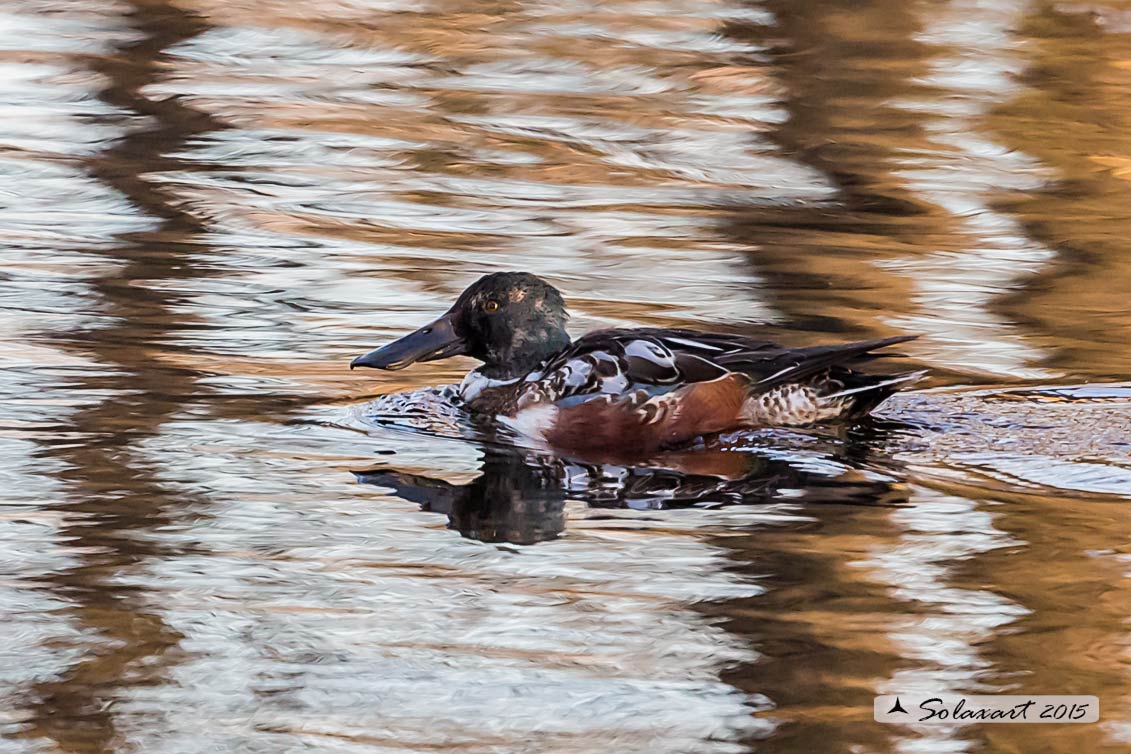 Anas clypeata - Mestolone (maschio in muta) - Northern shoveler (male in moulting)